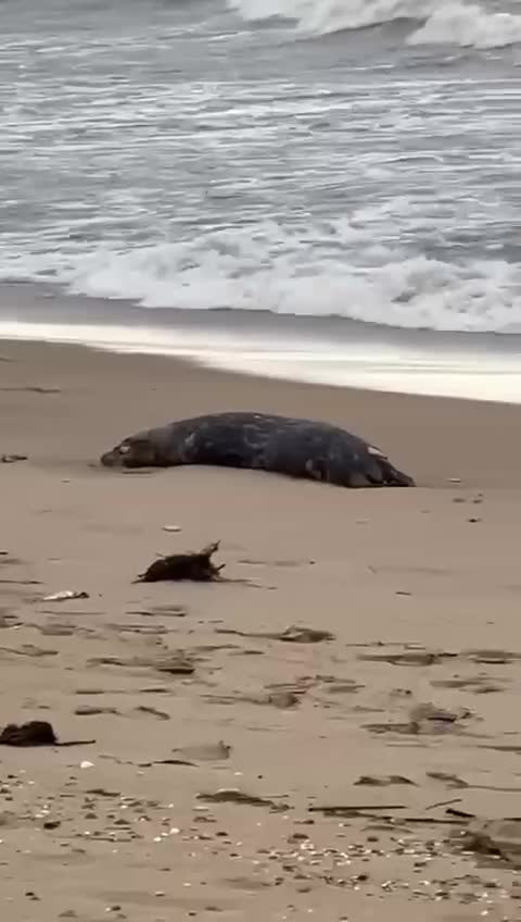 ⚡️The bodies of 700 dead seals were found on the coast of the Caspian