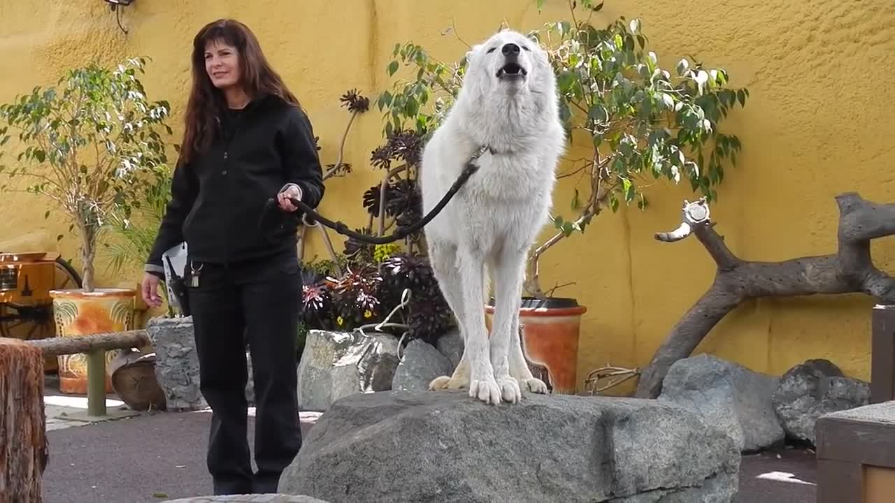 San Diego Zoo - White Arctic Wolf Howling