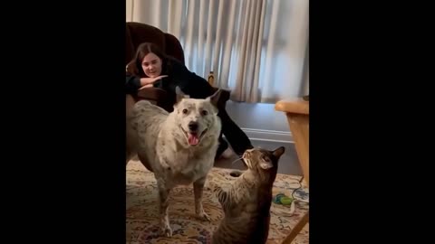 Funniest Cats And Dogs Videos 😁 - Best Funny Animal Videos 2024 🥰#9