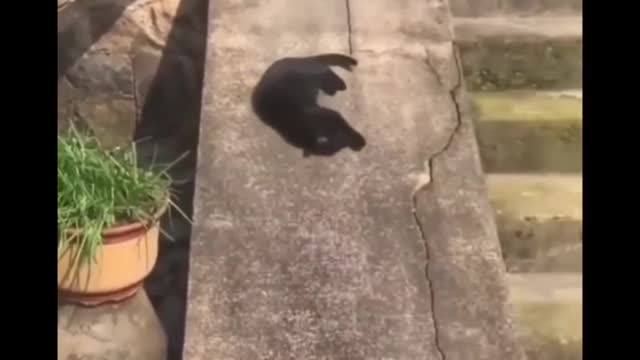 Kitty Behave!! 😂😂😂🤦🏻‍♀️