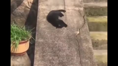 Kitty Behave!! 😂😂😂🤦🏻‍♀️