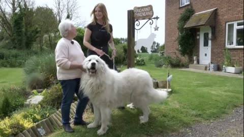 WOLF KILLERS! PYRENEAN MOUNTAIN DOG - ULTIMATE PUPPY GUIDE