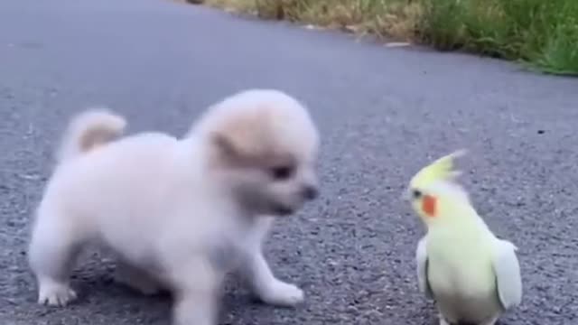 cute chicks and puppy