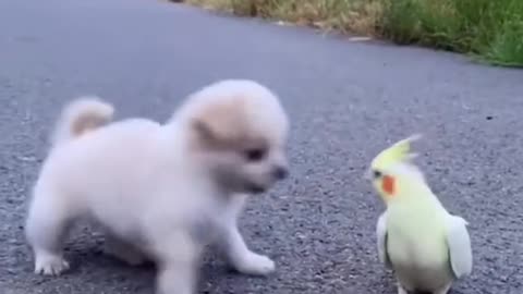 cute chicks and puppy