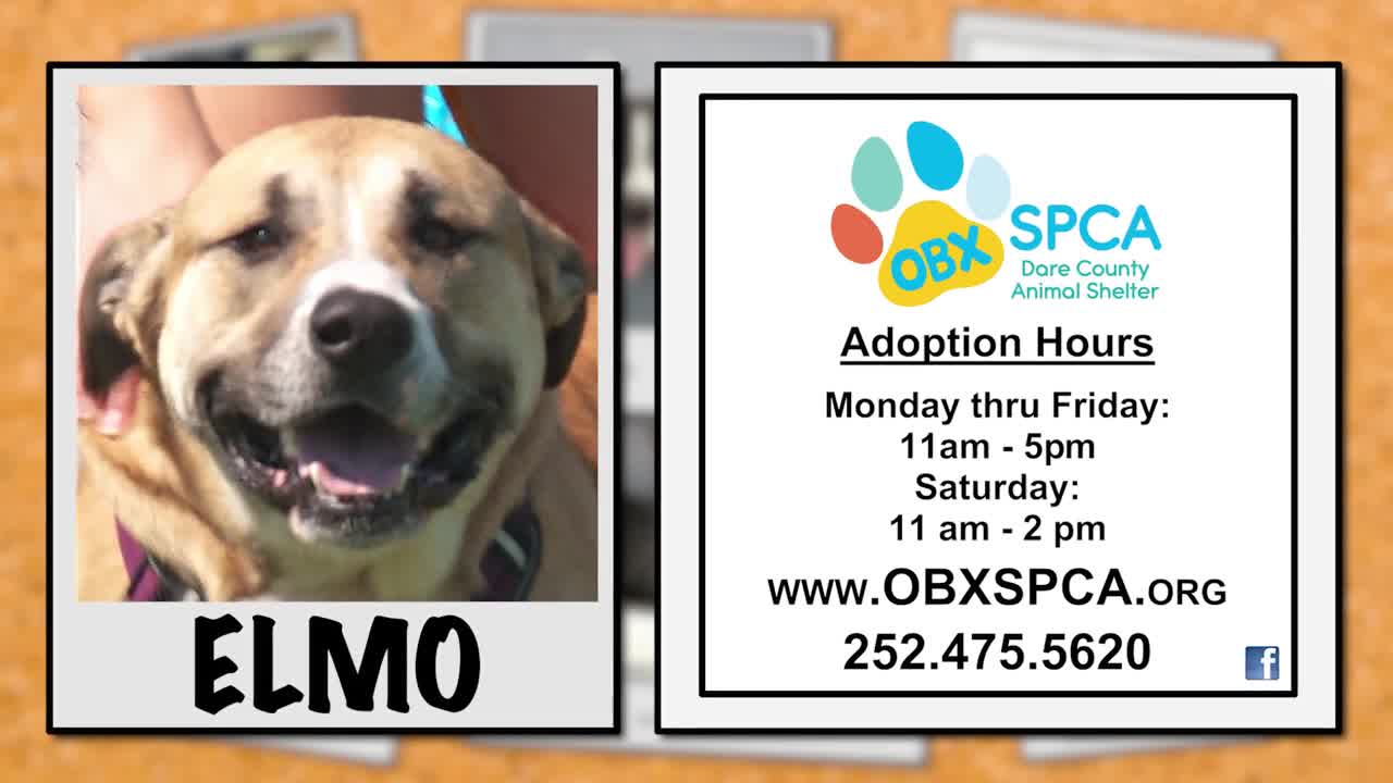 OBX SPCA Pet of The Week - Elmo