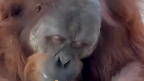 Trend monkeys