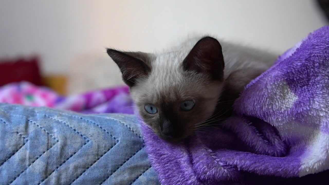 The cutest Little Kitten in the world | Cat with a nice blue eyes