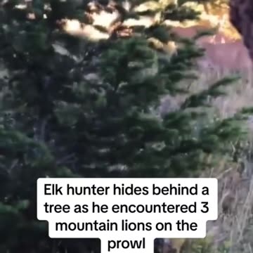 3 Mountain Lions While Hunting