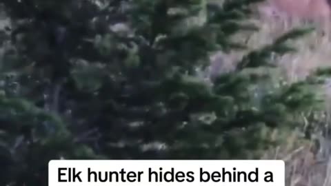 3 Mountain Lions While Hunting