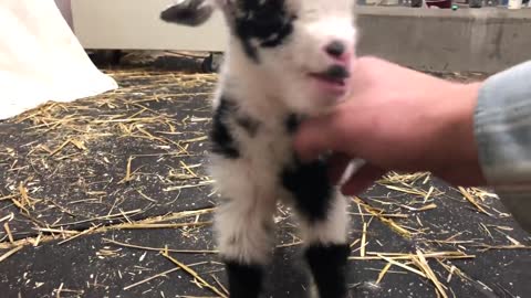 Baby goat making the cutest noise