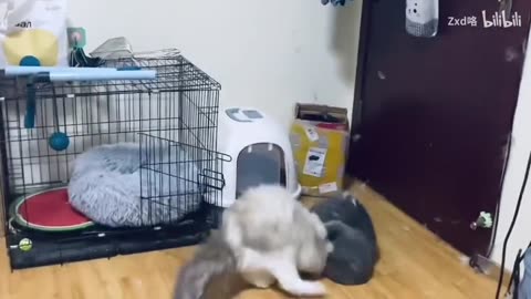 Cat Fighting Video 🐈