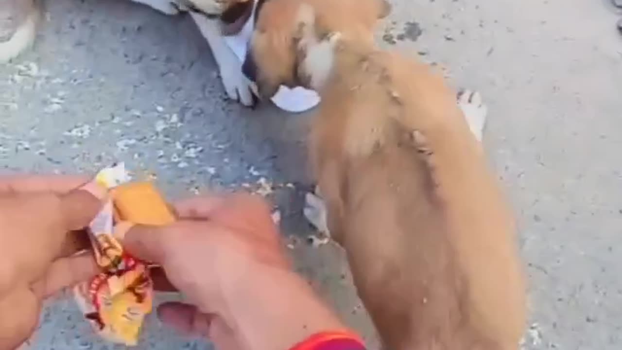 Hungry dog