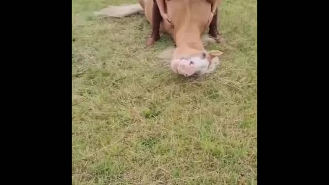 Made your day with these funny and cute Horses | Funny horse videos compilation