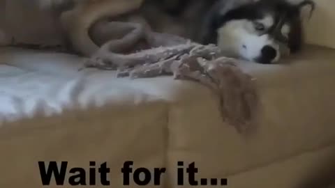Jumping around puppy, really lively, happy puppy