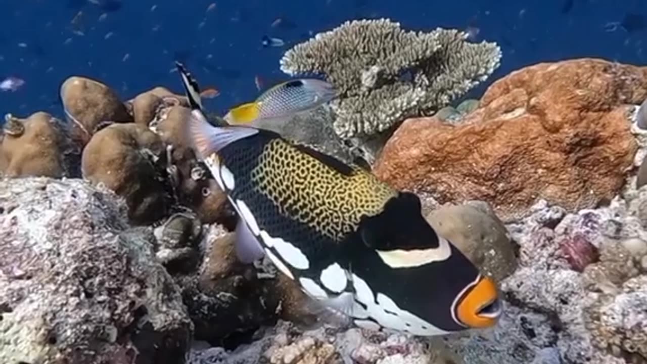 amazing fish