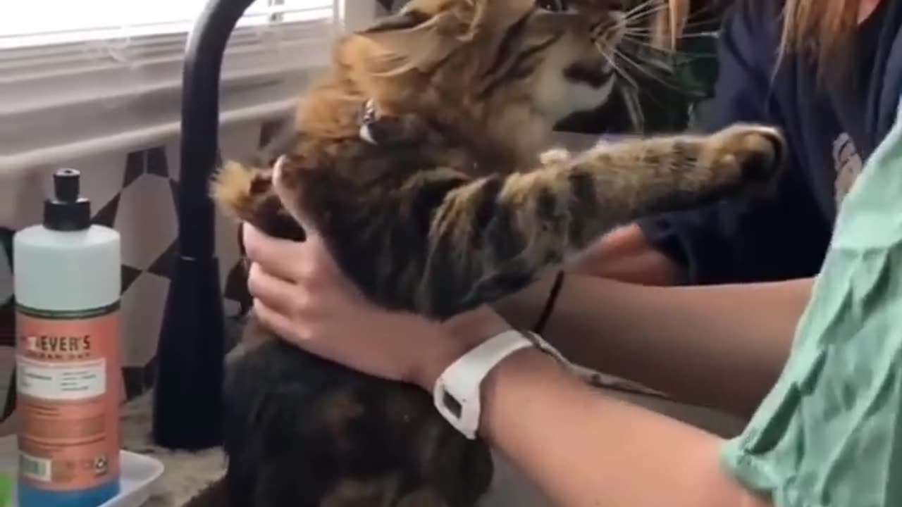 Not a Happy Cat! - RxCKSTxR Comedy Voiceover.mp4