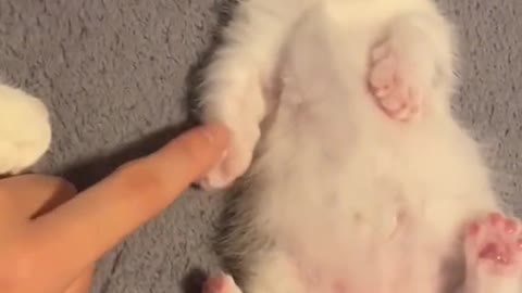 You all like cats,right?#babykitten #funny #cat #foryou #fyp