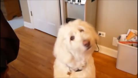 ► Funny Dogs │ One Minute of You ❤