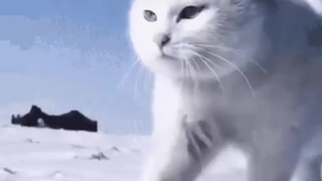 Cute Cat Gif