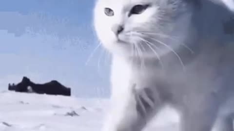 Cute Cat Gif