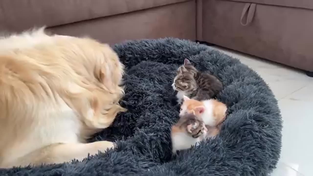 Golden Retriever Reacts to Tiny Kittens in his Bed