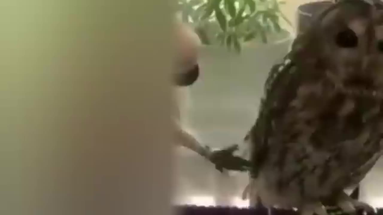 Funny animals video