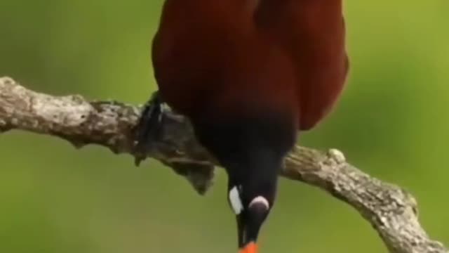 sleepy bird on a tree branch