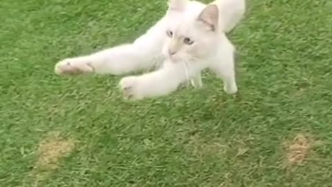 The cat's so fast a dangerous jump. 😥😥Oh nooo