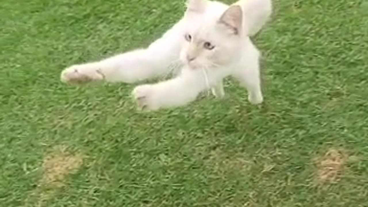 The cat's so fast a dangerous jump. 😥😥Oh nooo