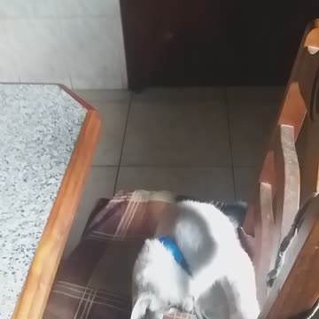 My kitty Mickey playing.