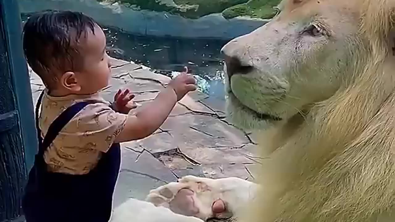 Lion vs kids