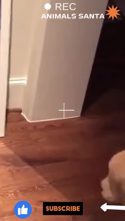 He got scared of himself cute golden retriever