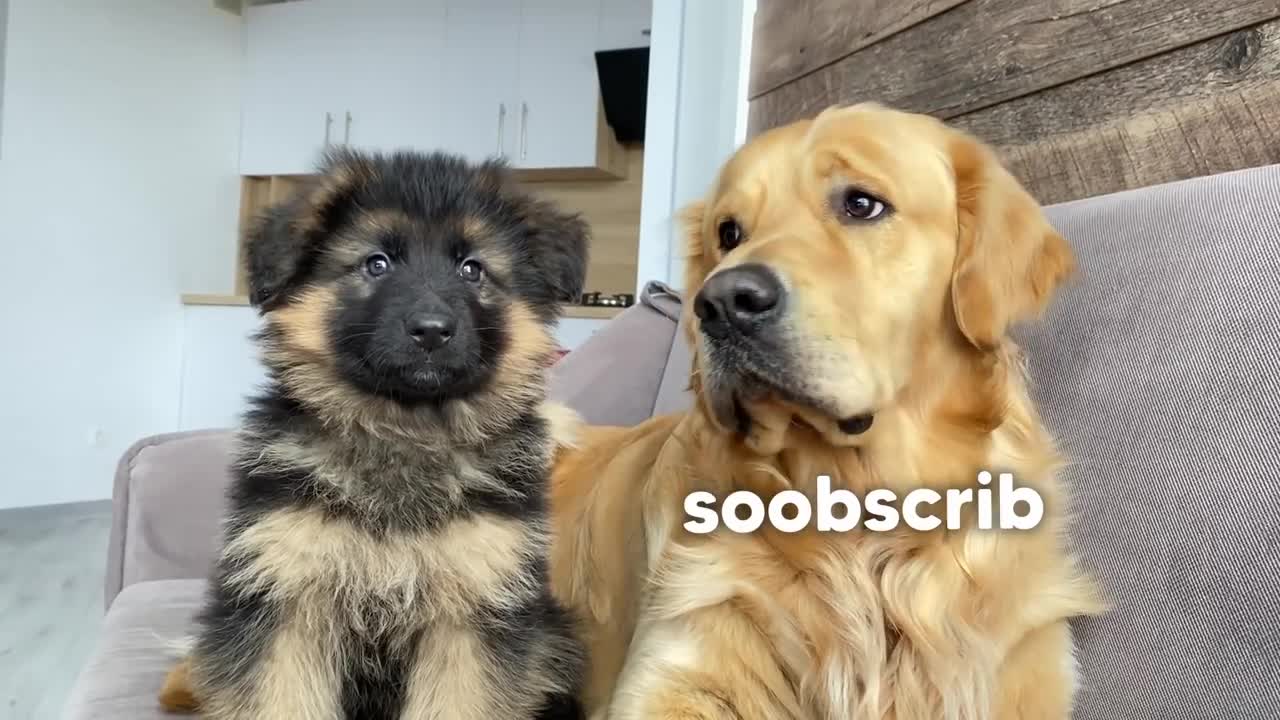 My German Shepherd Puppy Has an Argument with My Dog