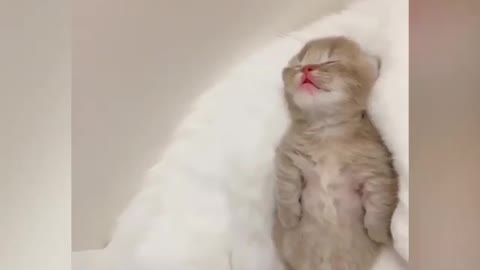 Kitten's cute overload