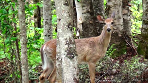 White-tailed deer