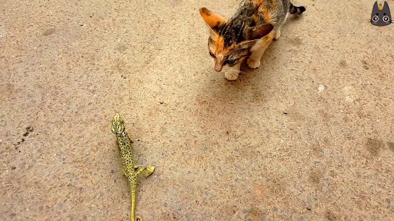 Cats vs Wild Animals! (A Compilation)