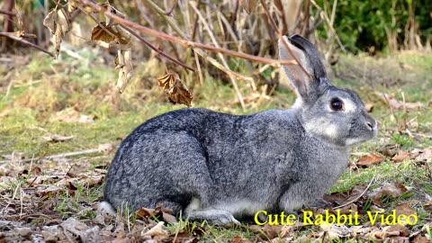 Rabbit Video in the World | Informative Video | Informatics of Rabbit |