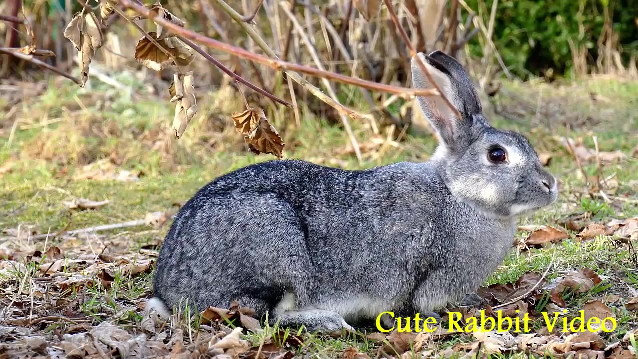 Rabbit Video in the World | Informative Video | Informatics of Rabbit |