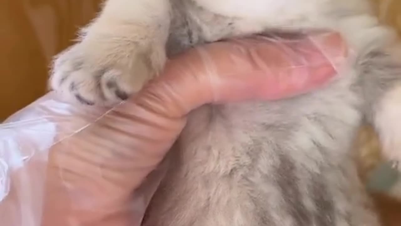 CATS CUTE BABY