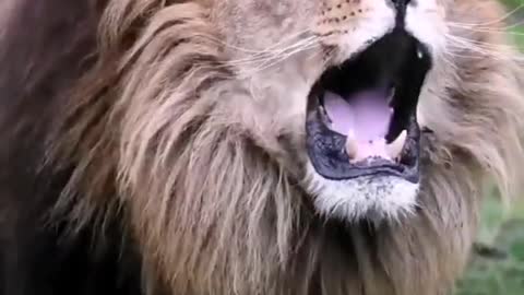 lion roaring