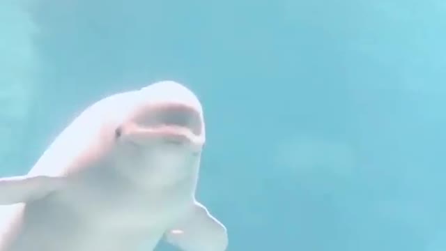 Cute white whale