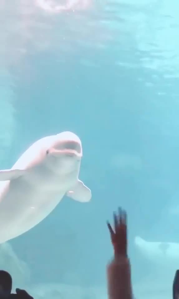 Cute white whale