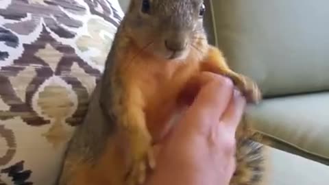 Making a squirrel laugh