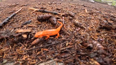 Eastern Newt