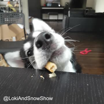 Husky trying to get treat from high table