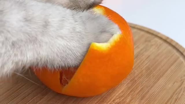 Cat ChangAn Makes the World's LARGEST Gummy Bear ！- Homemade Candy - Cute Cat