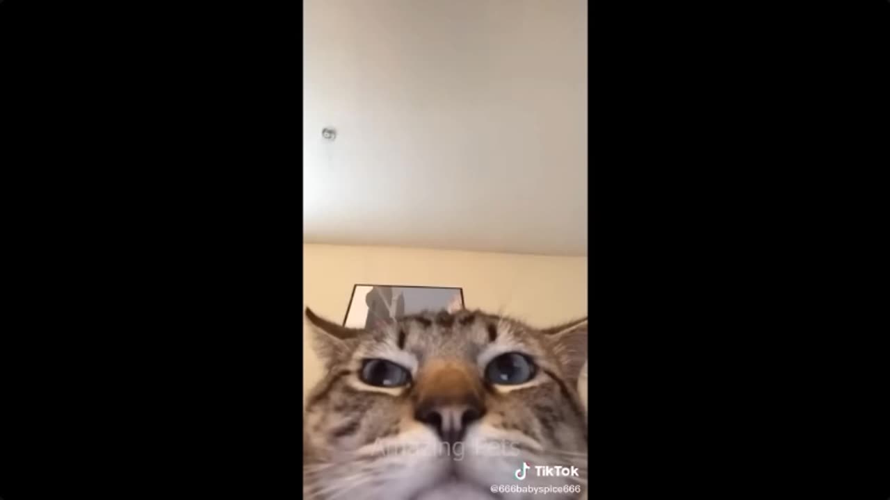 😹 Funny Tricks: Felines and Canines Bring Joy! 🐱🐶