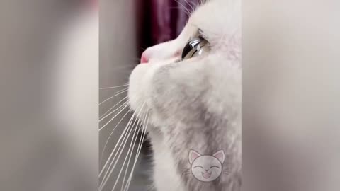 FUNNIEST and CUTEST CAT Videos