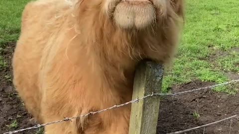 Cute Cow