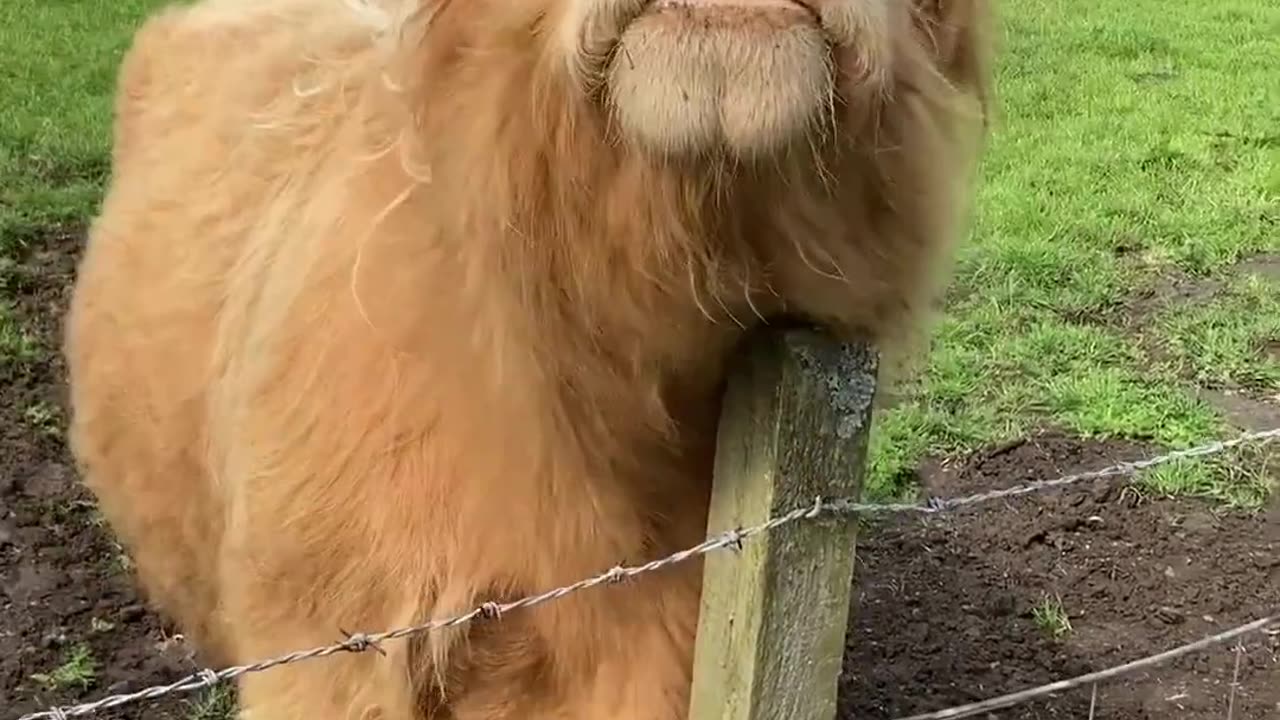 Cute Cow